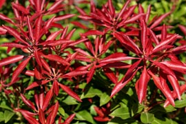 Pieris montain fire feuilles