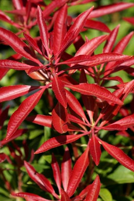 Pieris montain fire feuilles