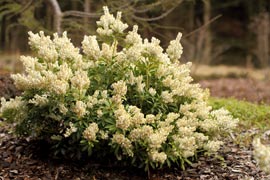 pieris debutante fleur