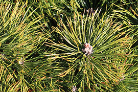 Pinus mugo Benjamin