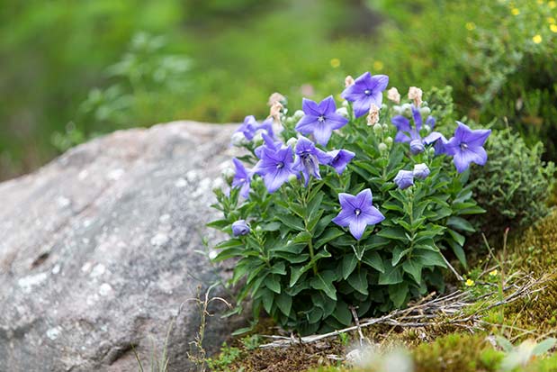 Platycodon grandiflorus Dwarf Form