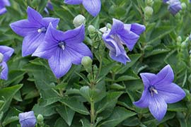 Platycodon grandiflorus Dwarf Form