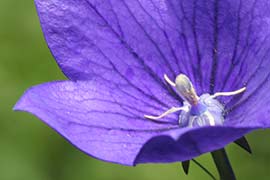 Platycodon grandiflorus Dwarf Form