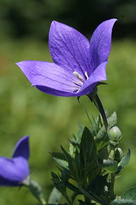 Platycodon grandiflorus Dwarf Form