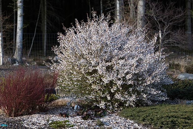 Vue globale prunus incisa kojonomai japon