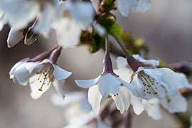 Floraison prunus incisa kojo no mai