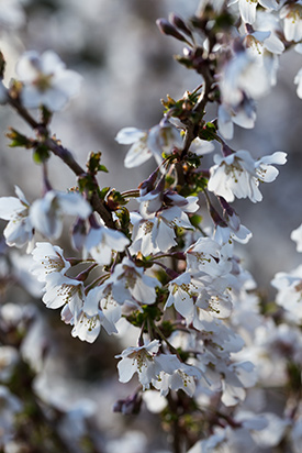 Floraison prunus incisa kojo no mai