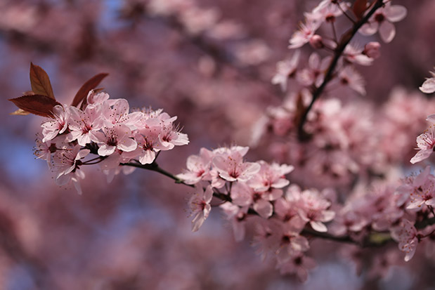 Prunus cerasifera nigra pissardii