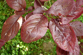 Prunus cerasifera nigra pissardii