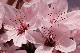 Prunus cerasifera nigra pissardii