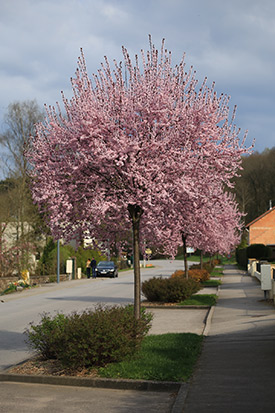 Prunus cerasifera nigra pissardii