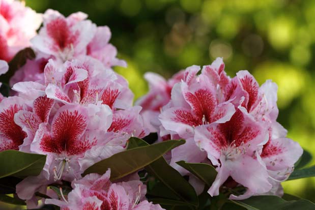 rhododendron belami inflorescence