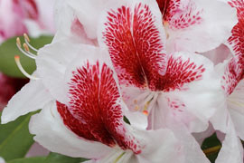 rhododendron belami fleur