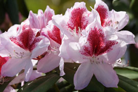 rhododendron belami