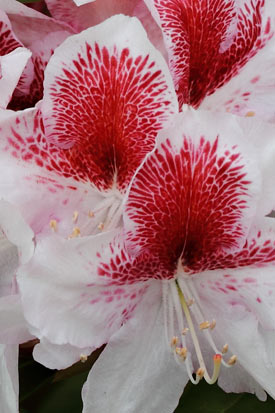 rhododendron belami fleurs