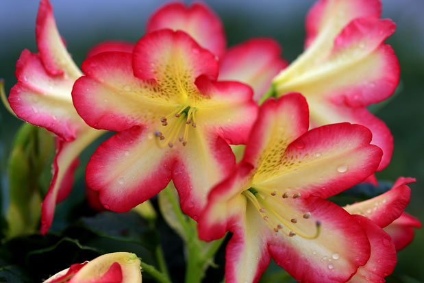 rhododendron denise inflorescence