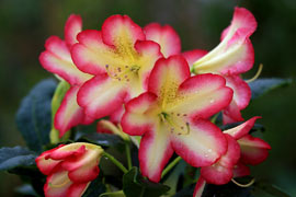 rhododendron denise fleur