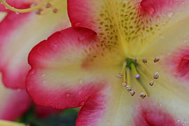 rhododendron denise fleurs