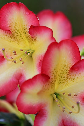 rhododendron denise fleurs