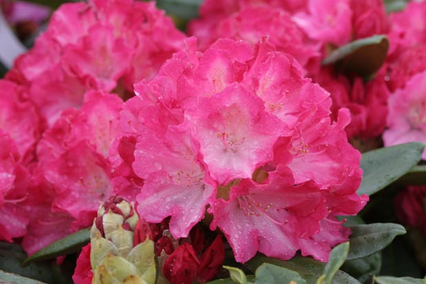 Rhododendron Fantastica Inflorescence