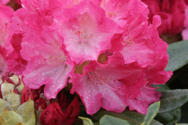 Rhododendron fantastica fleurs