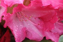 Rhododendron Percy Wiseman fleurs