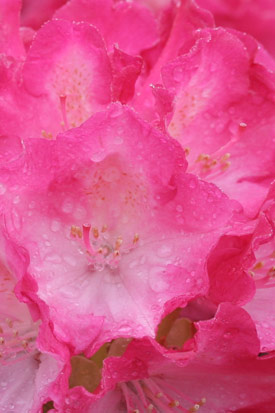 Rhododendron fantastica Inflorescence