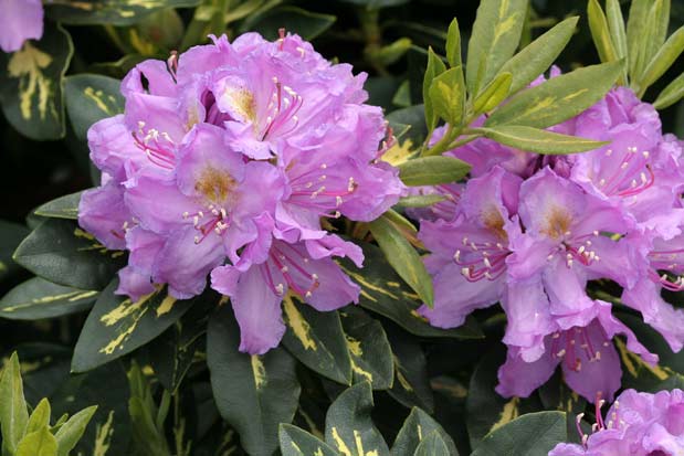 rhododendron goldflimmer inflorescence