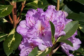 rhododendron goldflimmer fleur