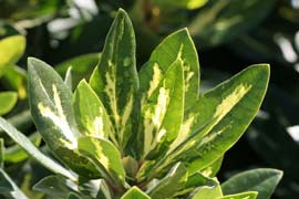 rhododendron goldflimmer feuille