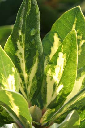 rhododendron goldflimmer feuilles