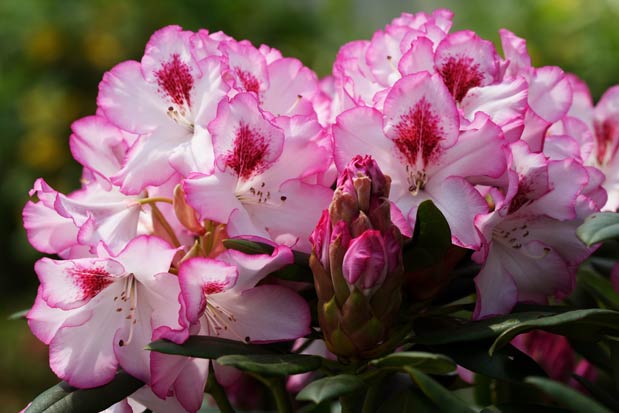 rhododendron Hachmann's Charmant inflorescence