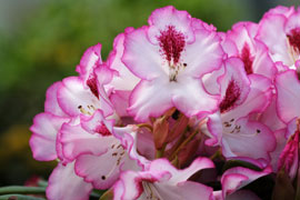 rhododendron Hachmann's Charmant fleur