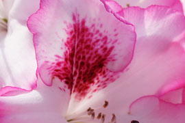 rhododendron Hachmann's Charmant feuille