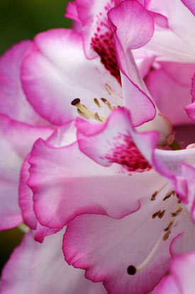rhododendron Hachmann's Charmant fleurs
