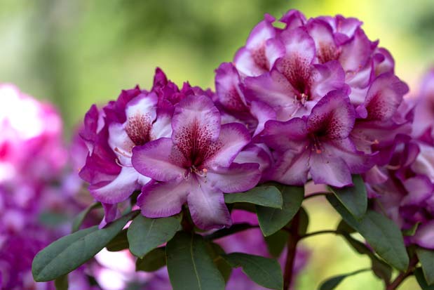rhododendron Hans Hachmann inflorescence