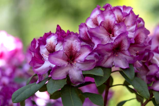 rhododendron Hans Hachmann inflorescence