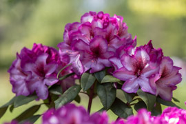 rhododendron Hans Hachmann fleur
