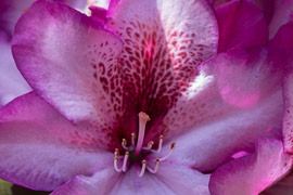 rhododendron Hans Hachmann feuille