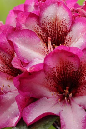 rhododendron Hans Hachmann fleurs