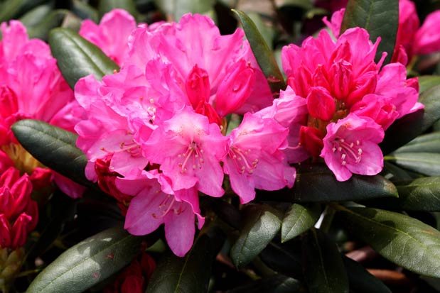 Rhododendron kalinka Inflorescence