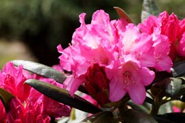 Rhododendron kalinka fleurs