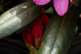 Rhododendron kalinka feuilles