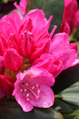 Rhododendron kalinka bouton à fleurs