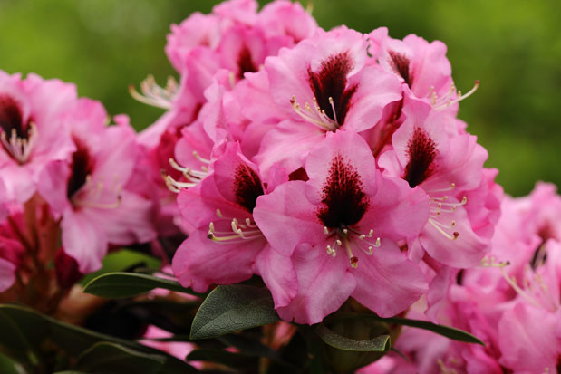 rhododendron Kokardia inflorescence