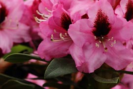 rhododendron kokardia fleur