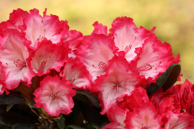 Rhododendron Percy Wiseman Inflorescence