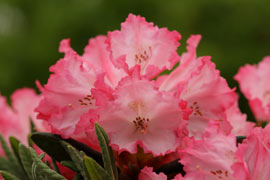 Rhododendron kokette fleurs