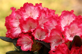 Rhododendron kokette fleurs