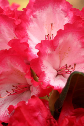 Rhododendron kokette Inflorescence